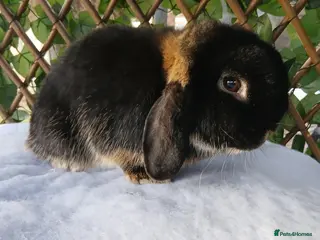 Mini Lop rabbits 1 year old vaccinated mini lop buck ready now - Advert 10