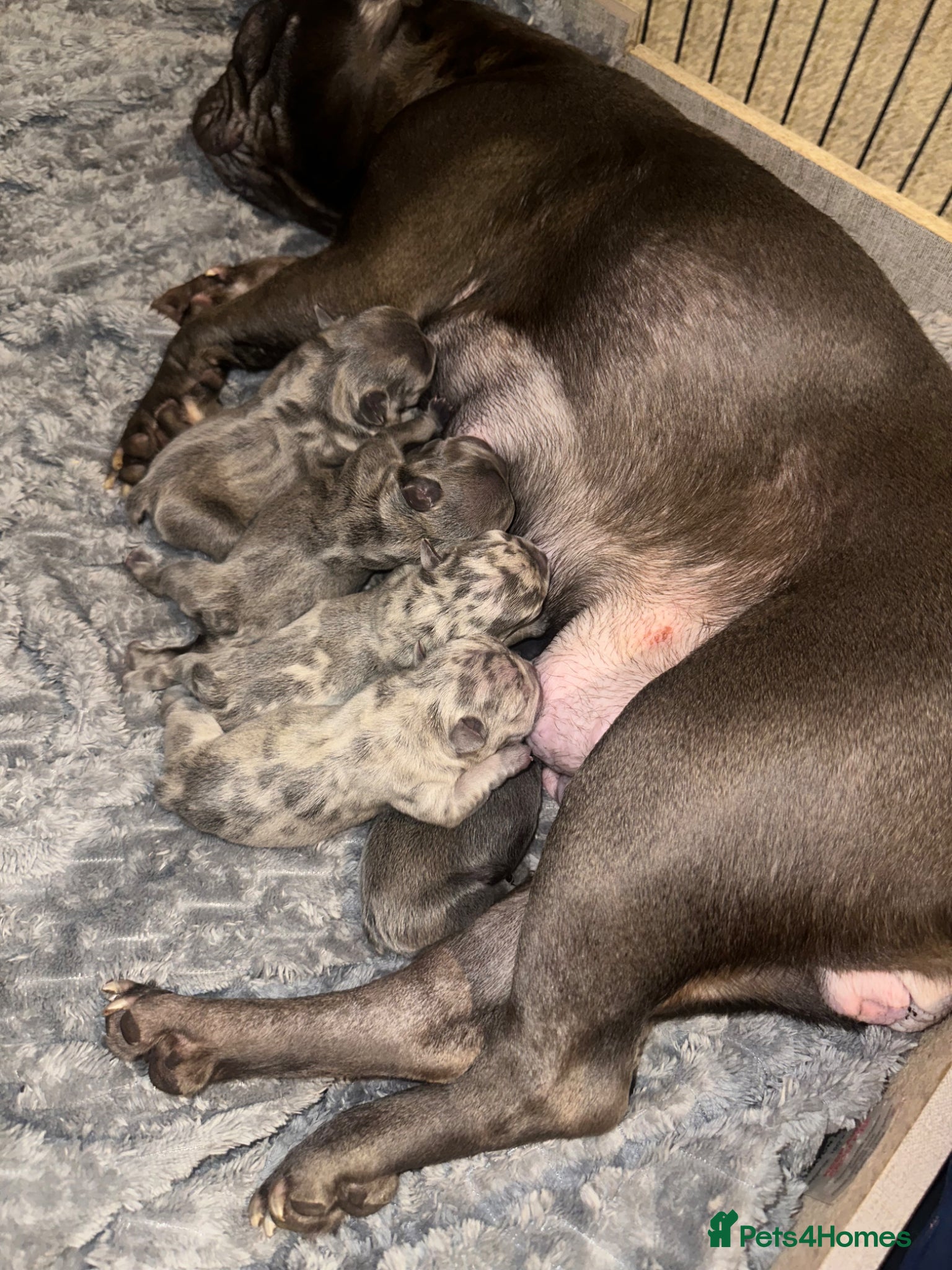 French Bulldog dogs FAWN&BLUE MERLE PUPPIES TOP QUALITY🐾 - Advert 6