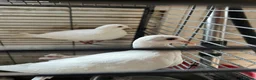 Doves birds for sale: White Doves - Advert 4