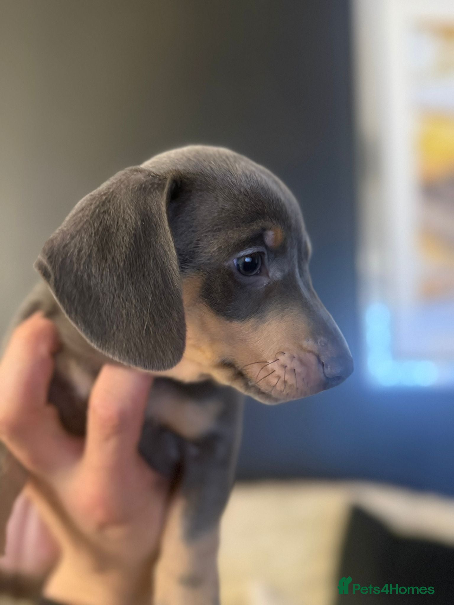 Dachshund dogs Blue and Tan Dachshunds  - Advert 1