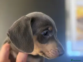 Dachshund dogs Blue and Tan Dachshunds - Advert 1