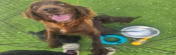 Cocker Spaniel dogs for sale: Working Type Cocker Spaniels - Advert 15