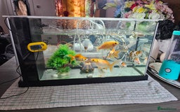 Goldfish fish for sale: Gold fish With tank - Image 8