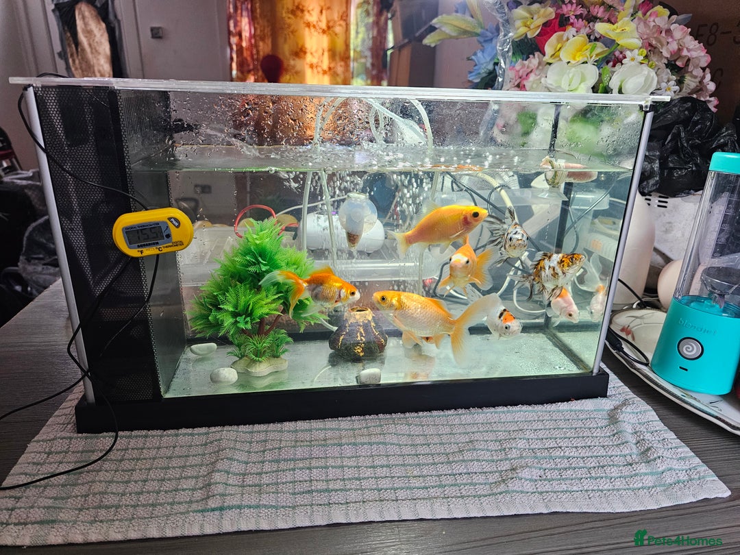 Goldfish fish for sale: Gold fish With tank - Image 8