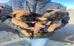 Belgian Shepherd Dog dogs for sale: 🐾🐾 BELGIUM MALINOIS 🐾🐾  - Image 3