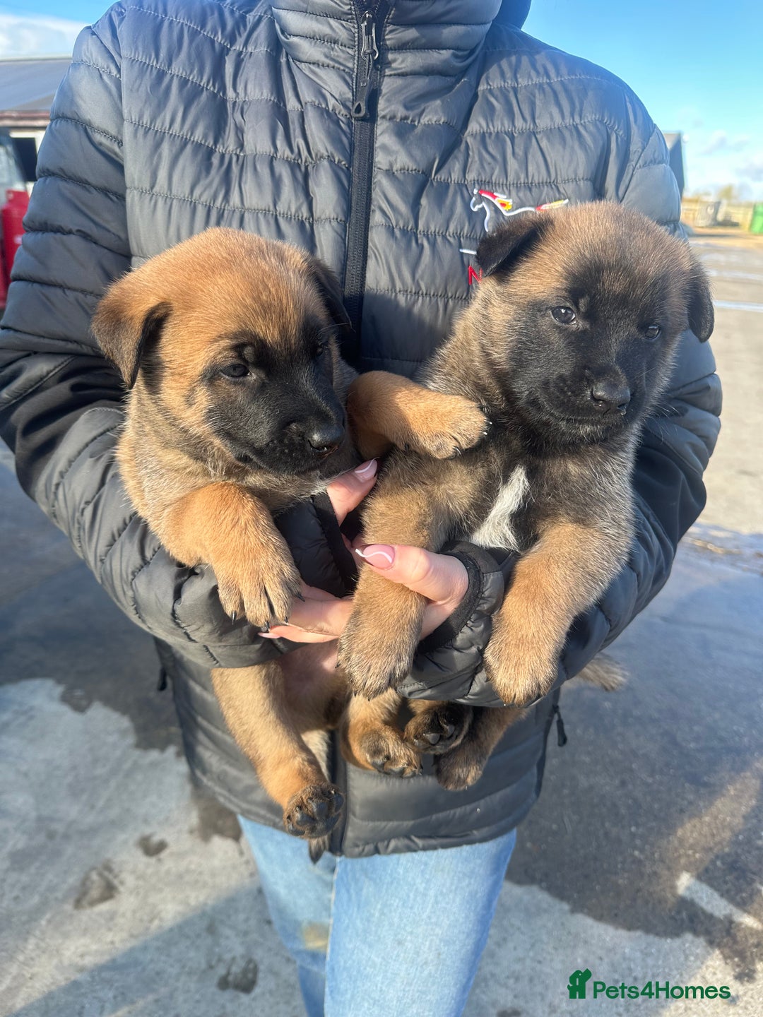 Belgian Shepherd Dog dogs for sale: 🐾🐾 BELGIUM MALINOIS 🐾🐾  - Image 3