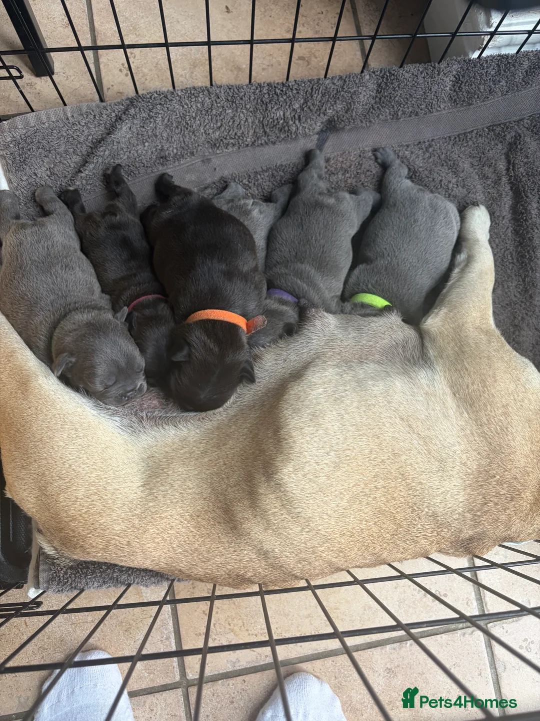 French Bulldog dogs for sale: French bulldog puppies for sale.  in Sevenoaks - Advert 2
