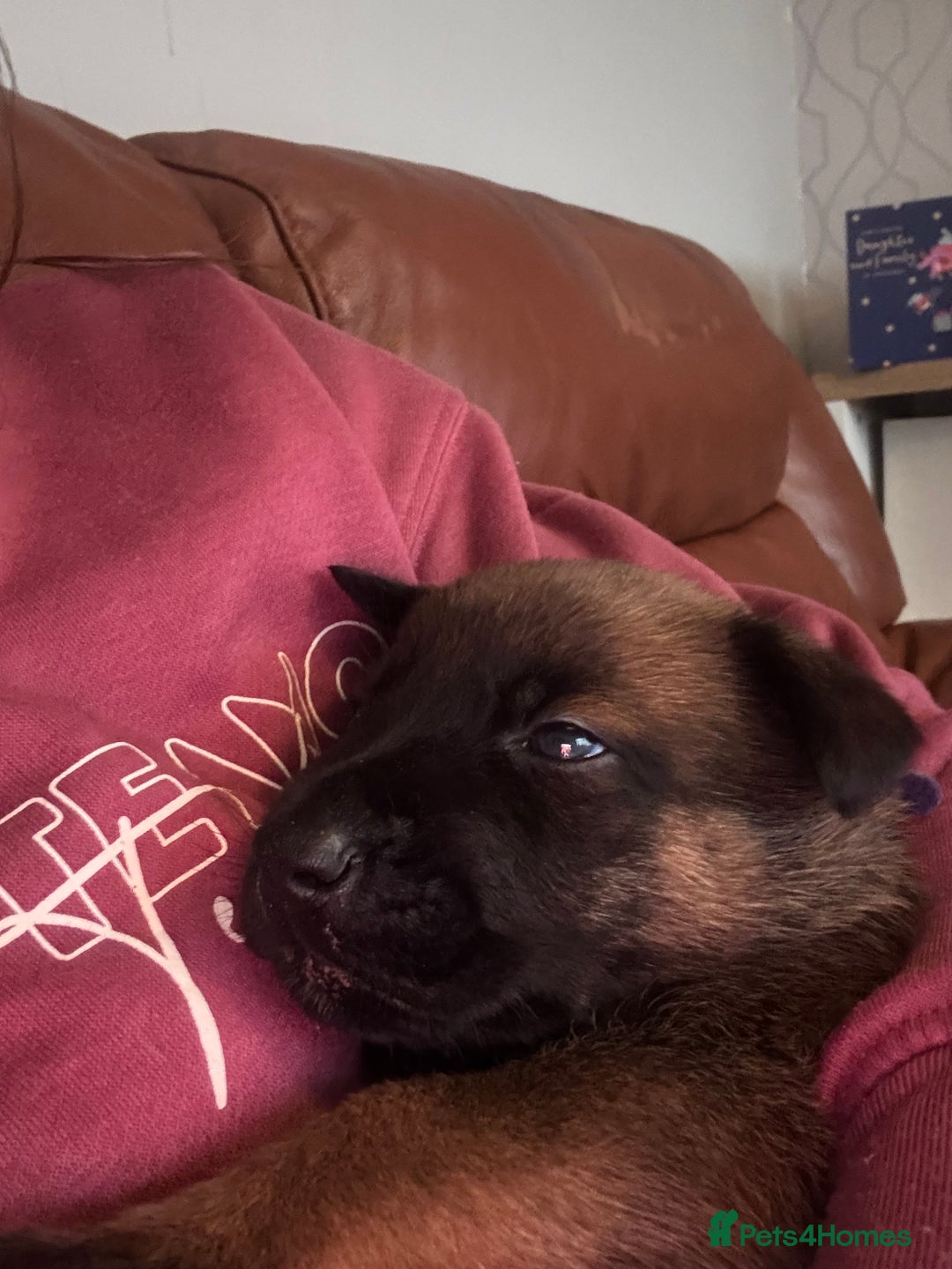 Belgian Shepherd Dog dogs for sale: Incredible Belgian malinois for sale - Advert 7