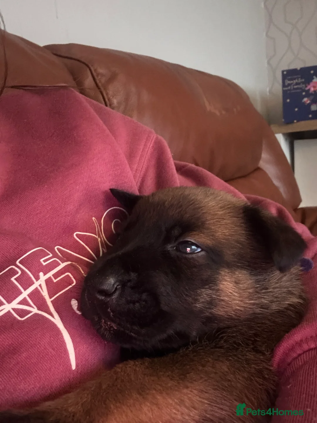 Belgian Shepherd Dog dogs for sale: Incredible Belgian malinois for sale - Advert 7