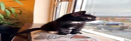 Mixed Breed cats for sale: 🐾 Clean, Healthy Bombay x Turkish Van Kittens - Advert 10
