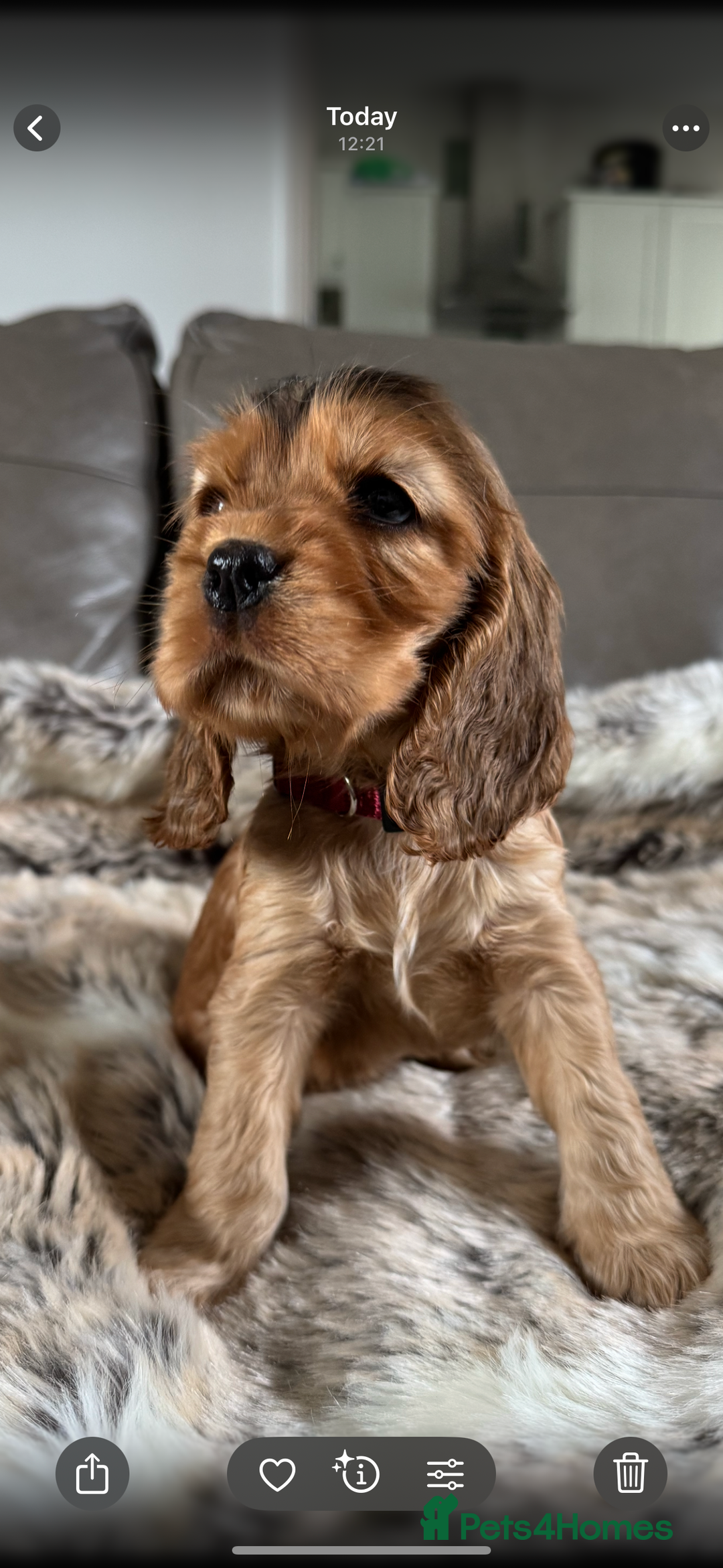Cocker Spaniel dogs for sale: 🐶 Beautiful Show-Type Cocker Spaniel Puppies 🐶 - Advert 14