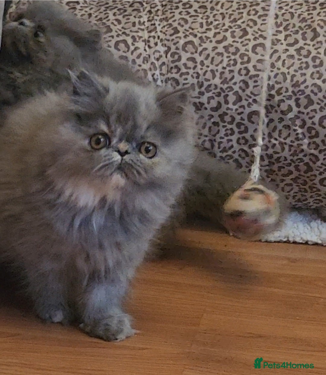 Exotic cats for sale: OUTSTANDING  QUALITY EXOTIC  KITTENS - Advert 2