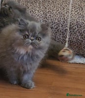 Exotic cats OUTSTANDING QUALITY EXOTIC KITTENS - Advert 4