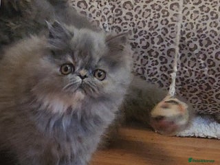 Exotic cats OUTSTANDING QUALITY EXOTIC KITTENS - Advert 2