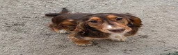 Sprocker dogs for sale: Sprocker puppies  - Advert 8