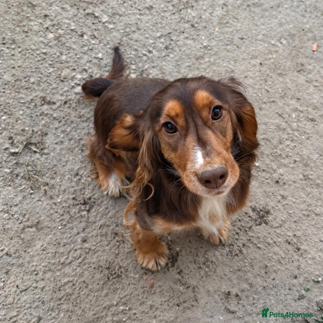 Sprocker dogs for sale: Sprocker puppies  - Advert 8