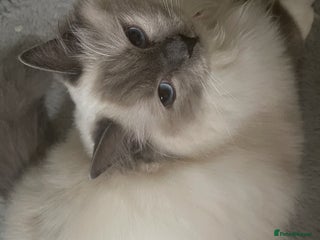 Ragdoll cats Champion breed Ragdolls Tica registered - Advert 17