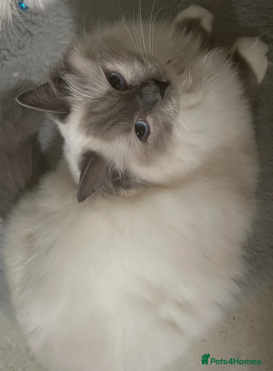 Ragdoll cats for sale: Champion breed Ragdolls Tica registered - Advert 1
