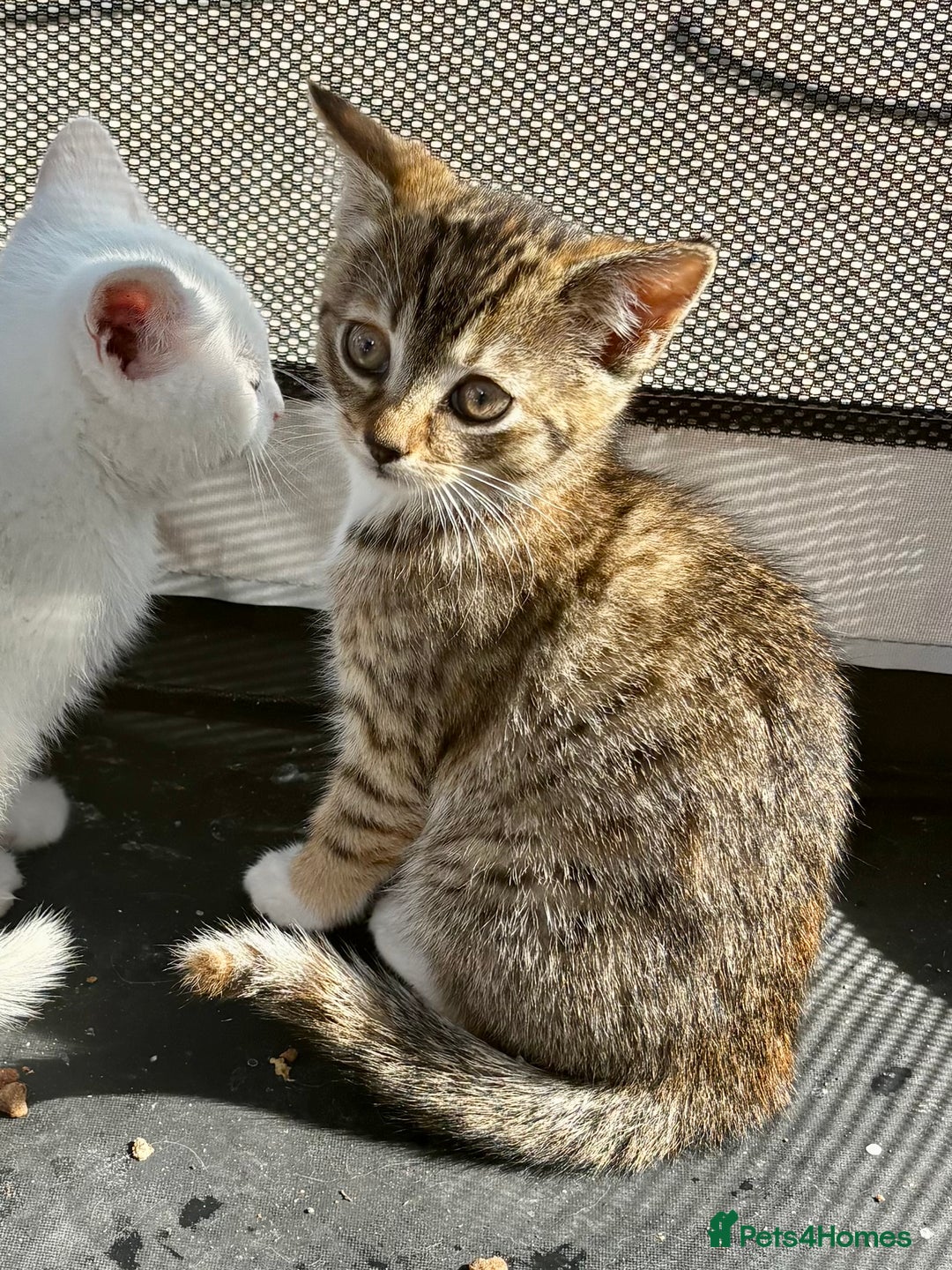 British Shorthair cats for sale: Adorable Kittens! - Image 23