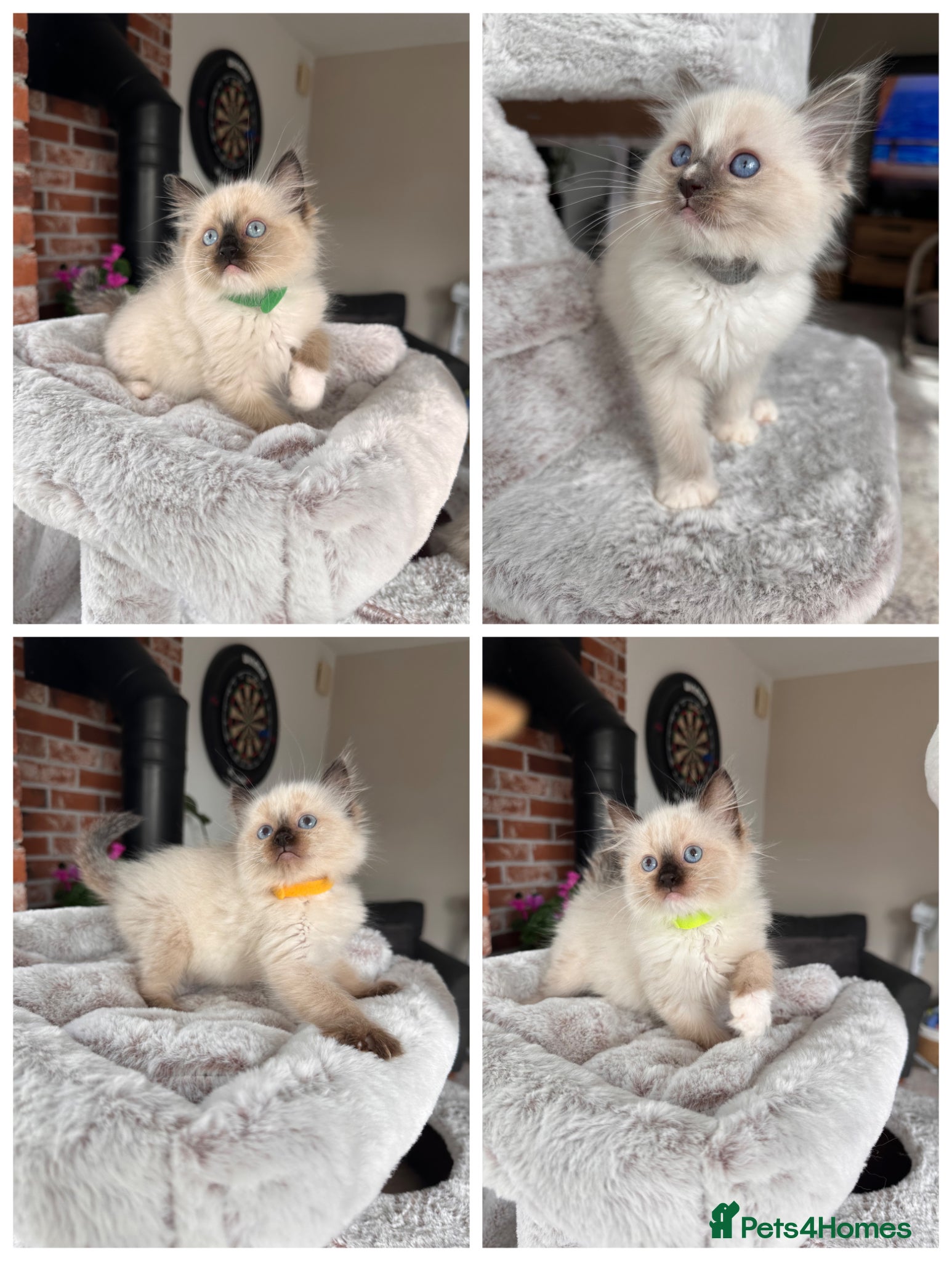 Ragdoll cats Ready Now! Beautiful Ragdoll Kittens! Xx  - Advert 1