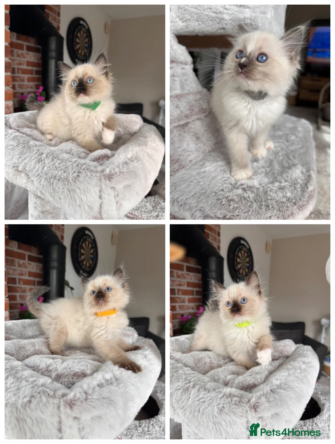 Ragdoll cats for sale: Ready Now! Beautiful Ragdoll Kittens! Xx  - Advert 1