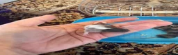 Mouse rodents for sale: Baby Mice  in Winsford - Advert 3