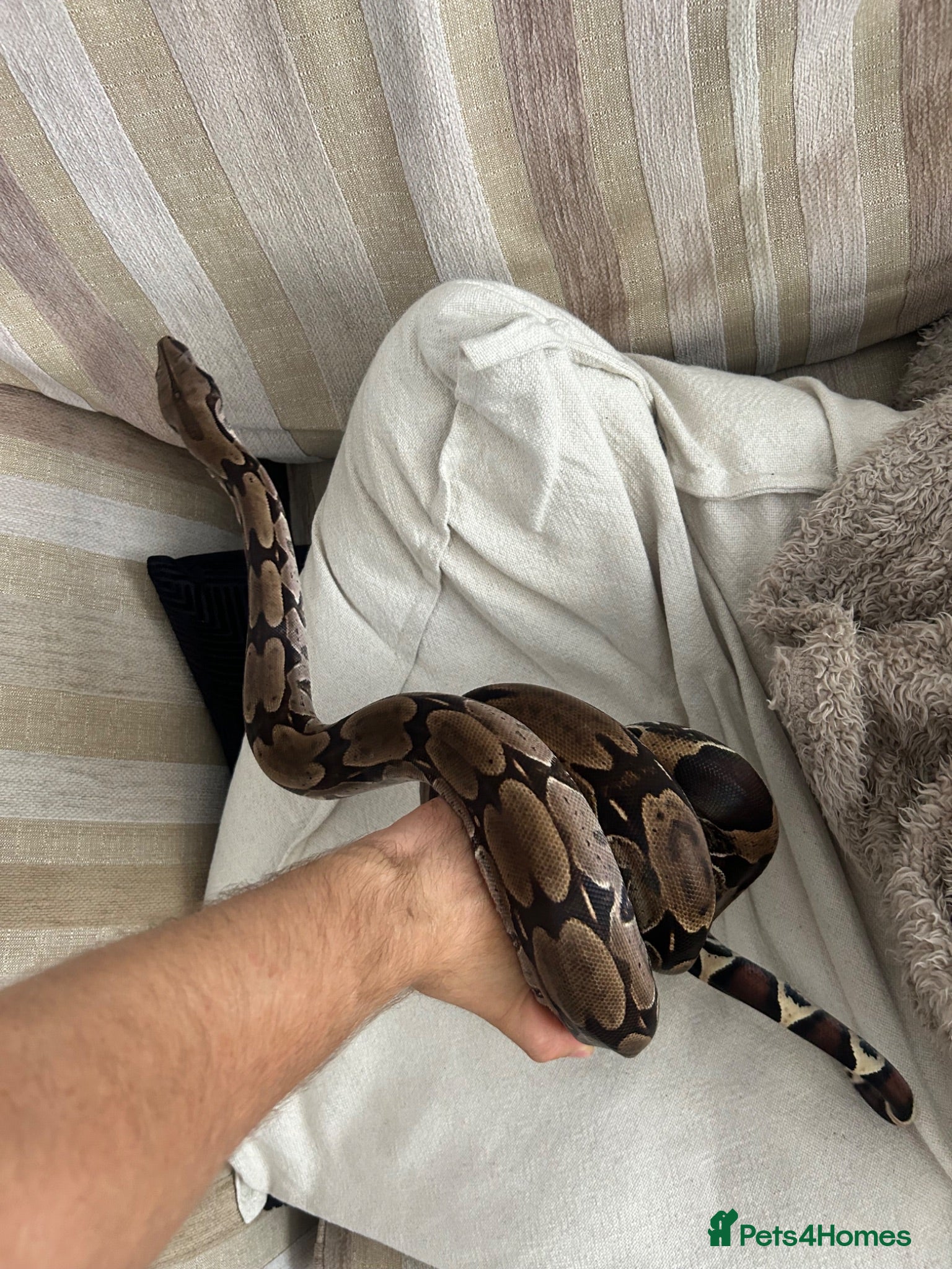 Boa Snake reptiles Suriname BCC - Advert 2