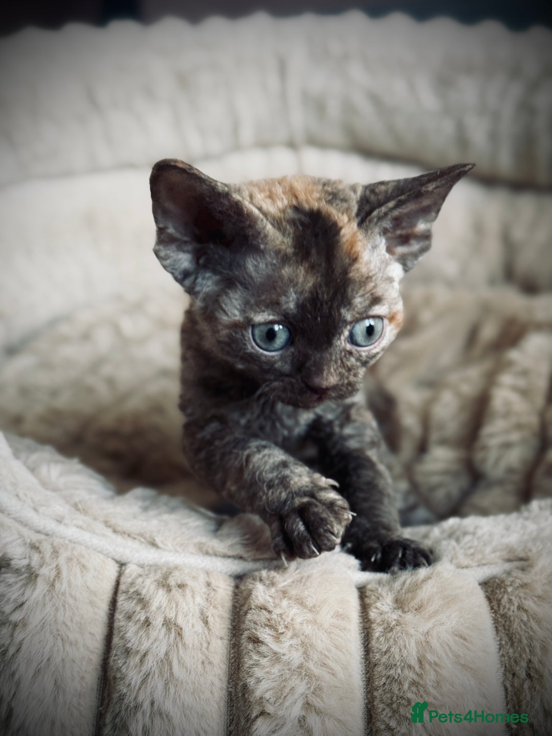 Devon Rex cats for sale: GCCF registered Pedigree Devon Rex Kittens Champ.  - Image 4