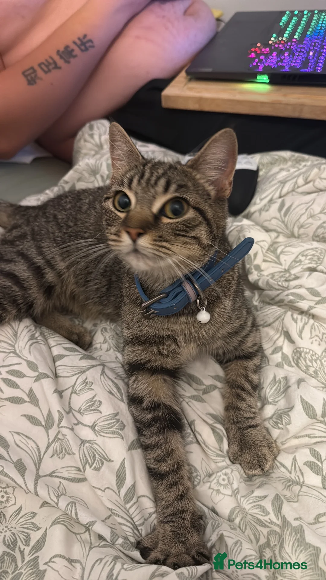British Shorthair cats for sale: Beautiful British Shorthair Cross - Advert 4