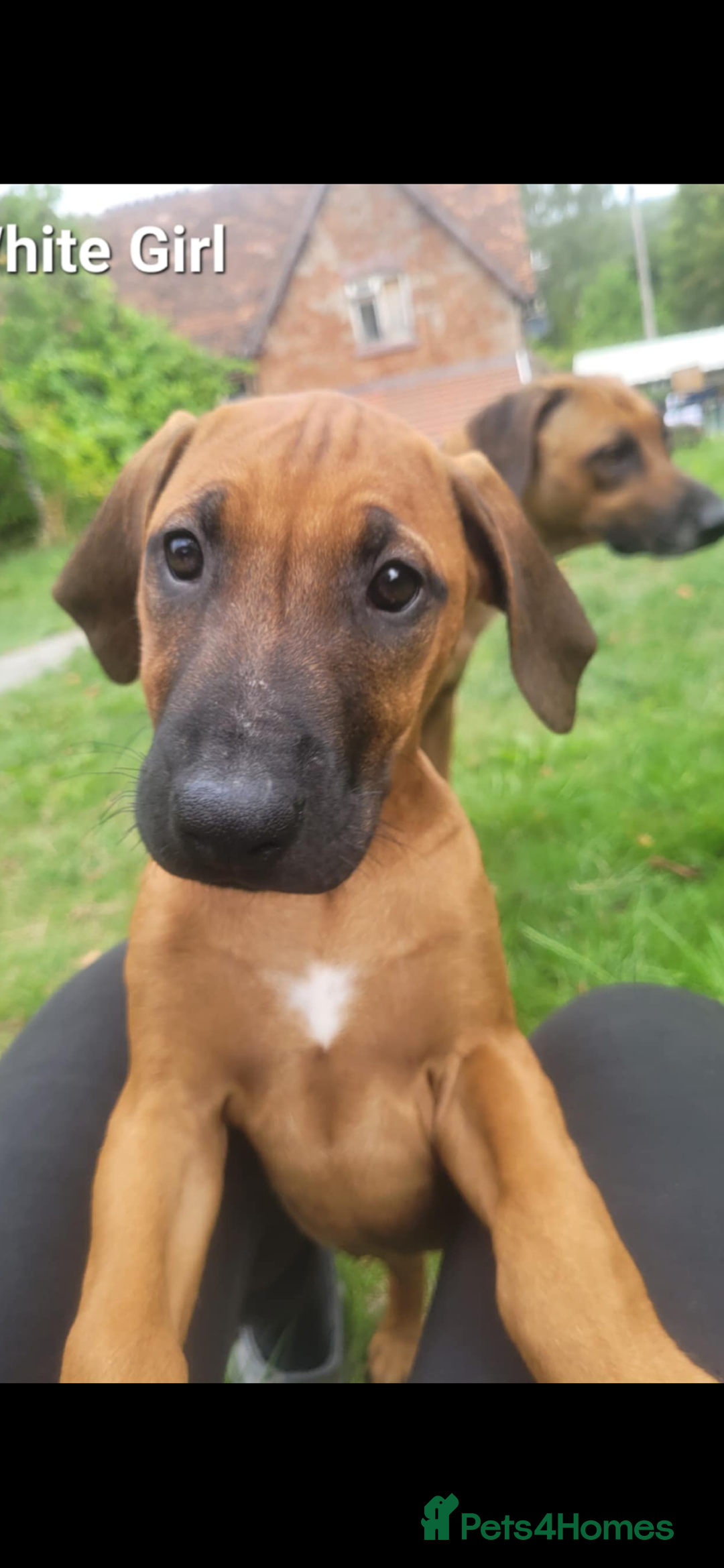Rhodesian Ridgeback dogs for sale: KC reg chunky handsome pups - Image 24
