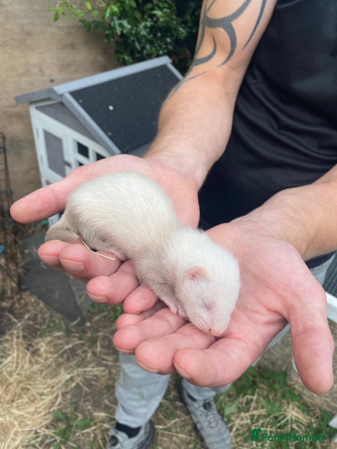 Ferret rodents for sale: Ferret kits  - Image 1