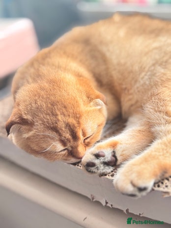 Scottish Fold cats High quality TICA pedigree kittens - Advert 2