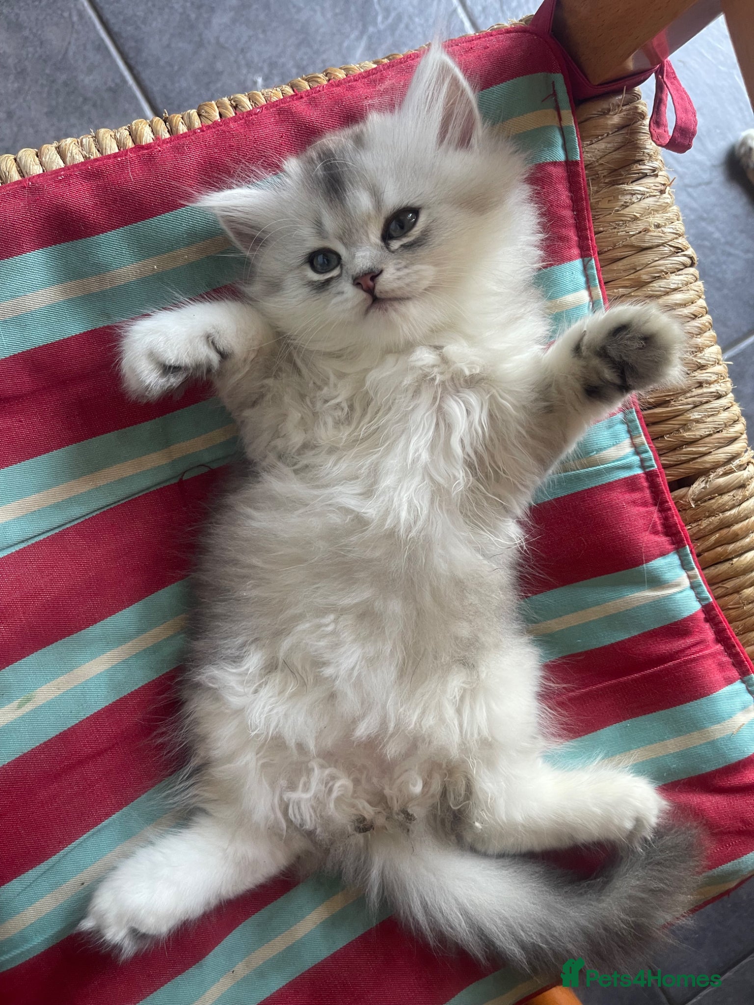 Scottish Fold cats for sale: Scottish Fold/Straight - Advert 4