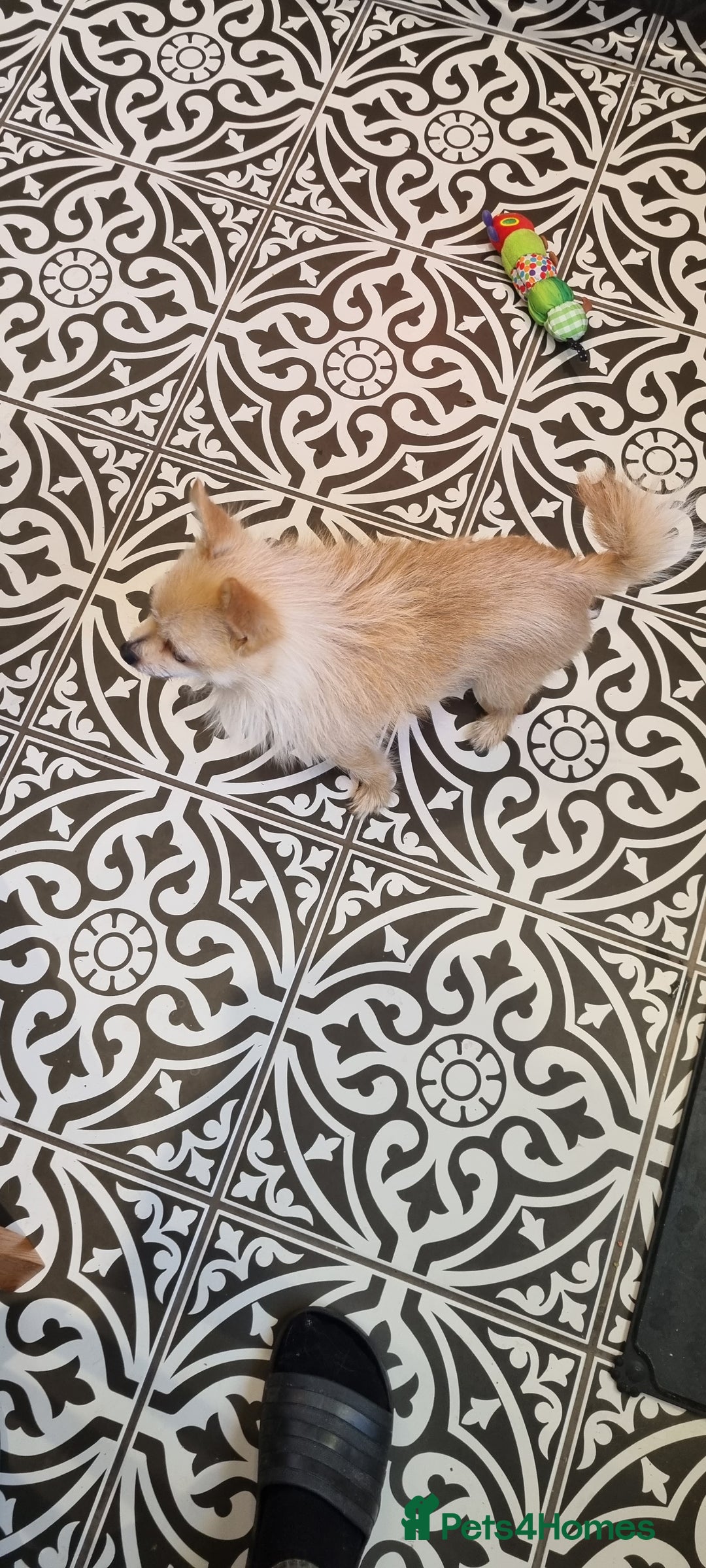 Pomchi dogs for sale: 2 year old Pomchi boy - Advert 5