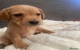 Cockerdor dogs for sale: Labrador X Cocker Pups  - Image 2