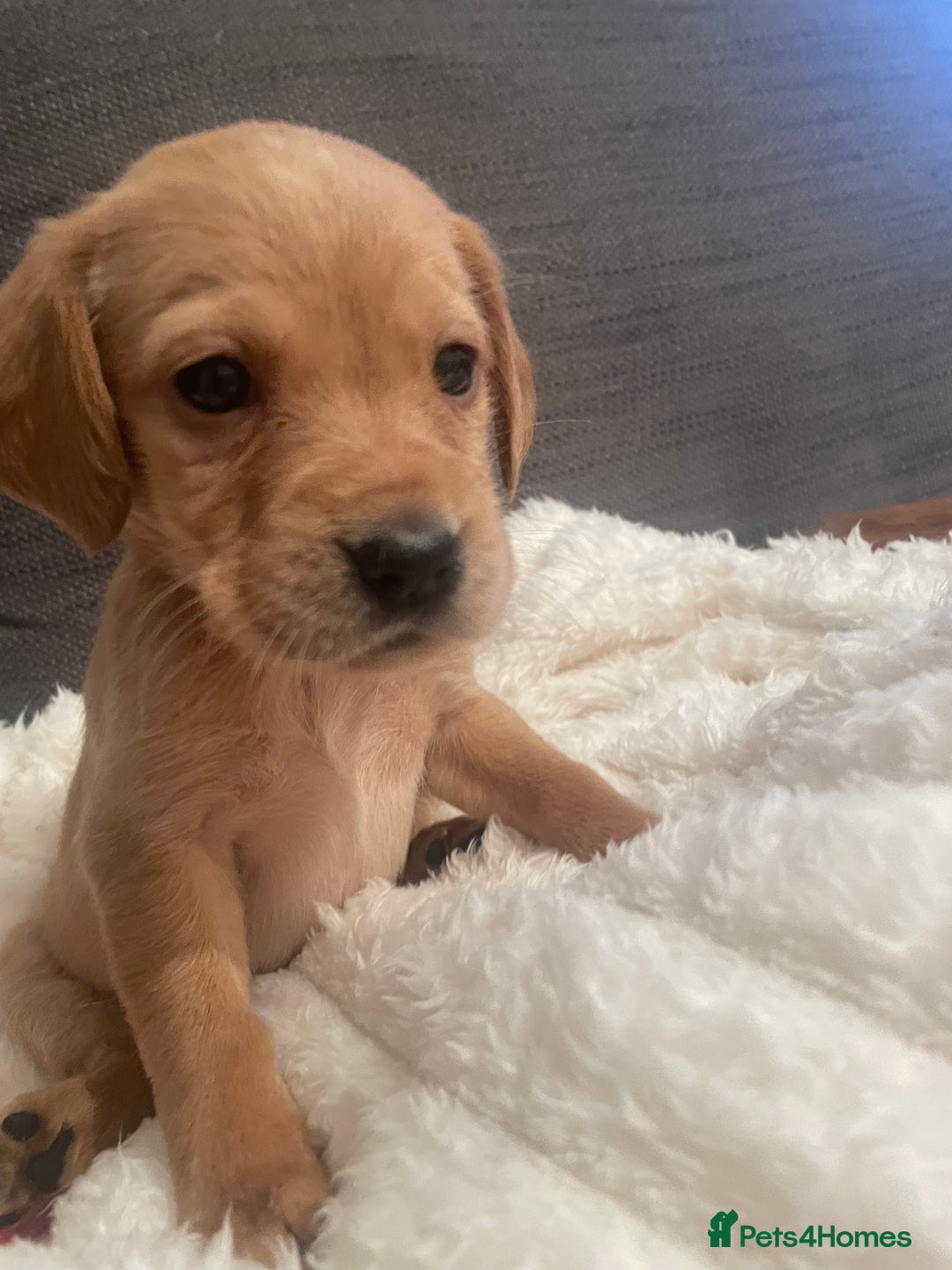 Cockerdor dogs for sale: Labrador X Cocker Pups  - Image 2