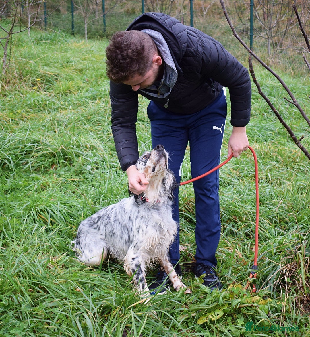 English Setter dogs for adoption: Iro   - Advert 2