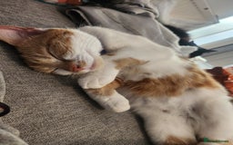 British Shorthair cats for sale: Beautiful ginger and white female cat - Image 4