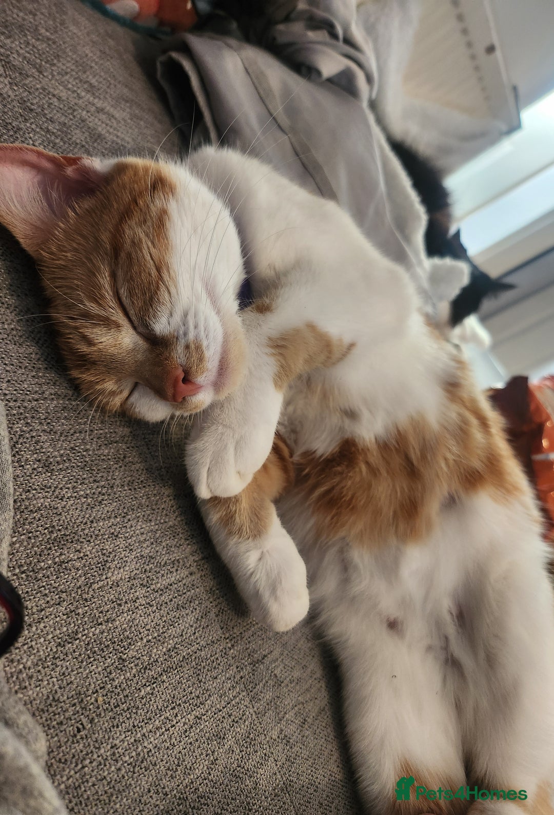 British Shorthair cats for sale: Beautiful ginger and white female cat - Image 4