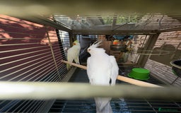 Cockatiels birds for sale: Breeding pair  - Image 2