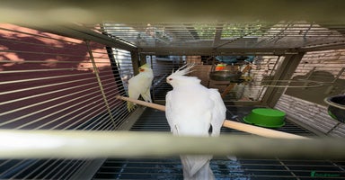 Cockatiels birds - Advert 3