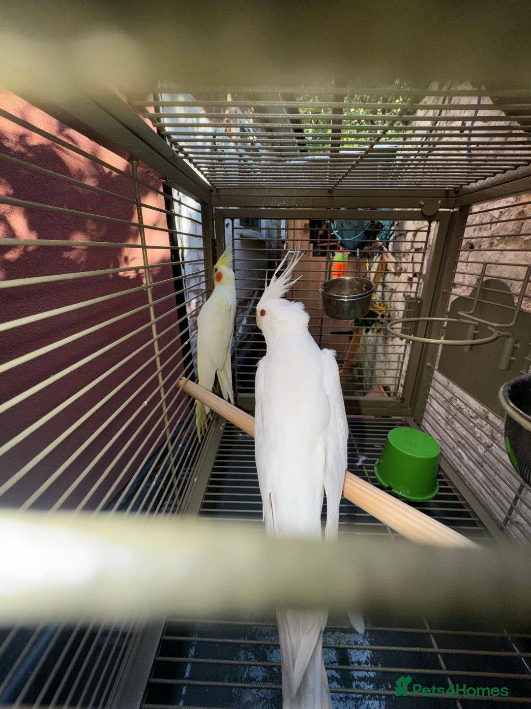 Cockatiels birds for sale: Breeding pair  - Image 2
