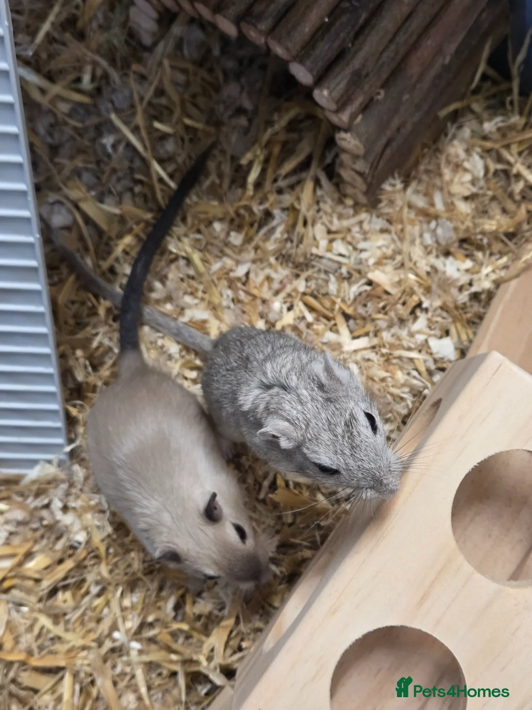 Gerbil rodents for sale: Two boy gerbil  - Advert 2