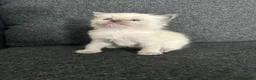 Ragdoll cats for sale: Ragdoll kittens  in Glenrothes - Advert 11