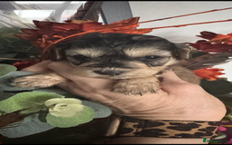 Cockapoo dogs for sale: FI STUNNING SHOW COCKERPOO PUPS  - Image 4