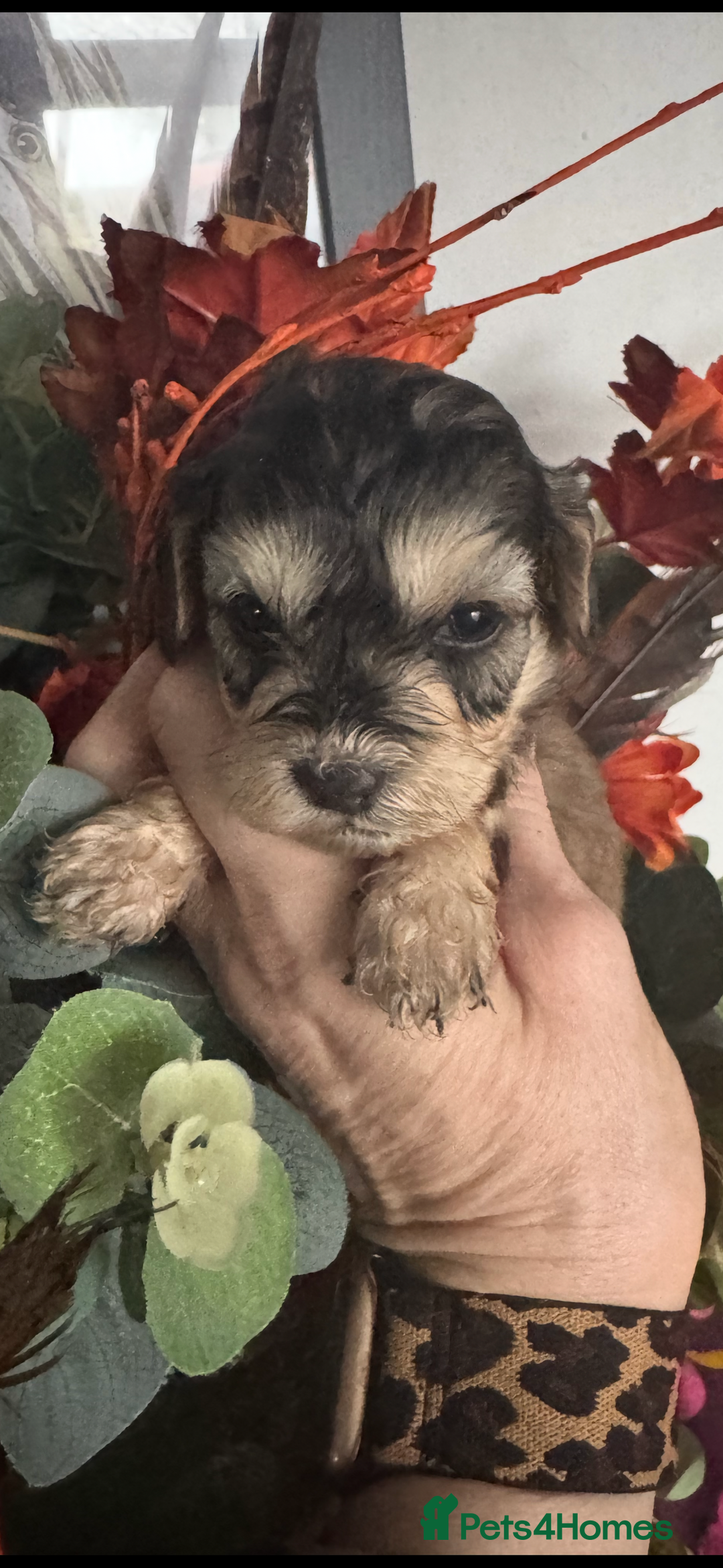 Cockapoo dogs for sale: FI STUNNING SHOW COCKERPOO PUPS  - Image 4