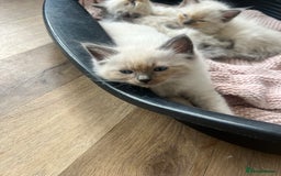 Ragdoll cats for sale: Ragdoll kittens ready the 15th September - Image 5