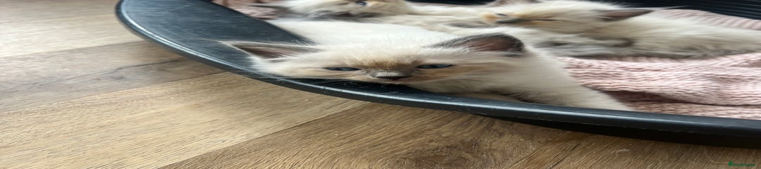 Ragdoll Kitten 3