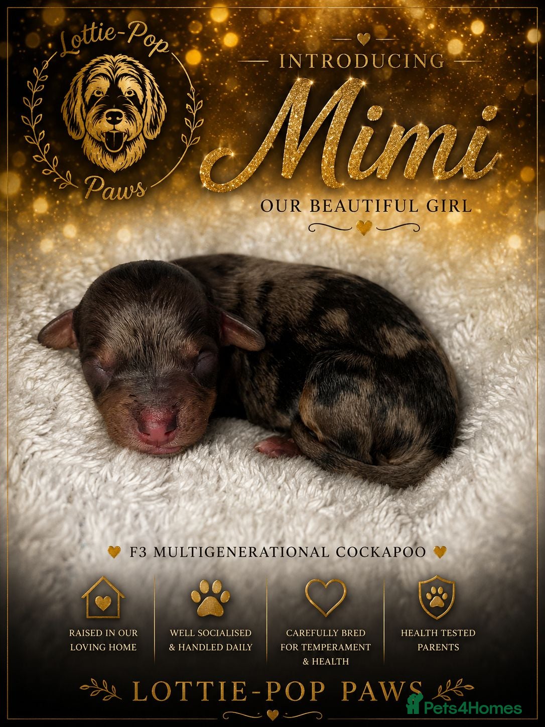 Cockapoo dogs F3 Cockapoo Puppies Chocolate & Merle Colours - Advert 2