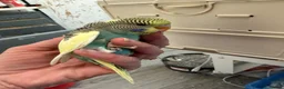 Budgerigars birds for sale: Hand Tame Budgie Chicks Ready May   - Advert 2